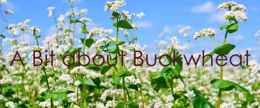 buckwheat plants